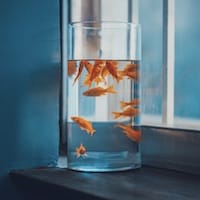 Avatar do jogador Mai Xuân Trang